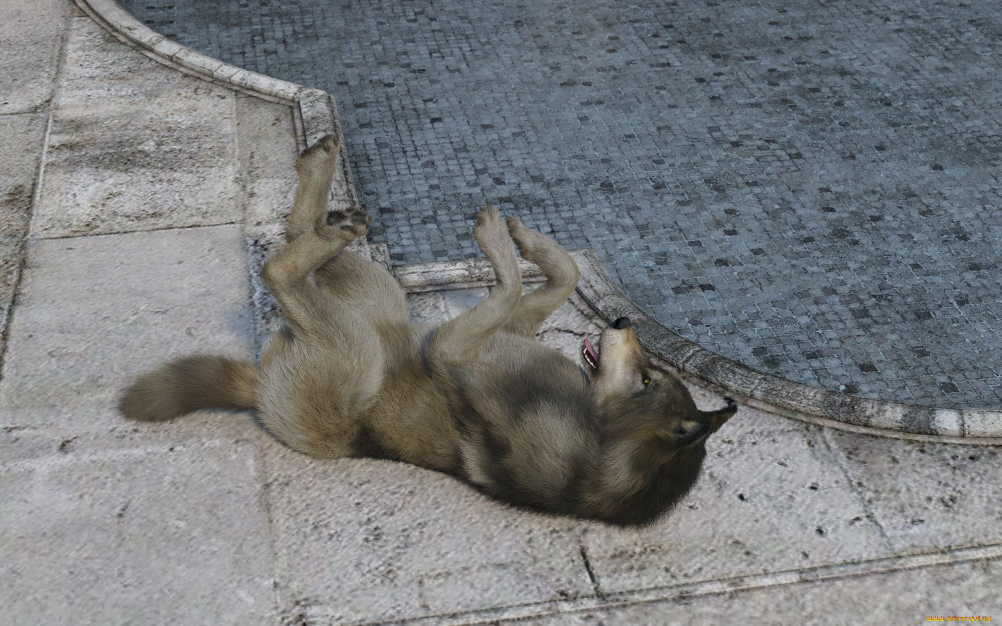 3д, графика, животные, , animals, фон, волк