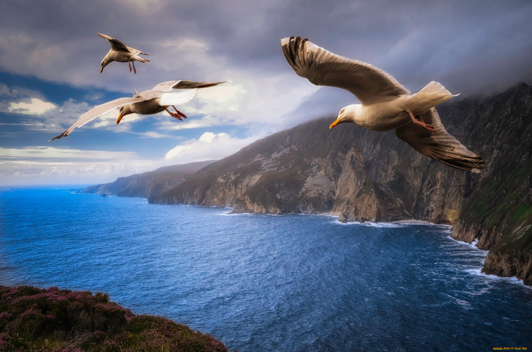 животные, Чайки, , бакланы, , крачки, джонатан, ливингстон, берега, полет, три, птицы, небо, пейзаж, облака, чайки, тучи, крылья, природа, море, летят, скалы
