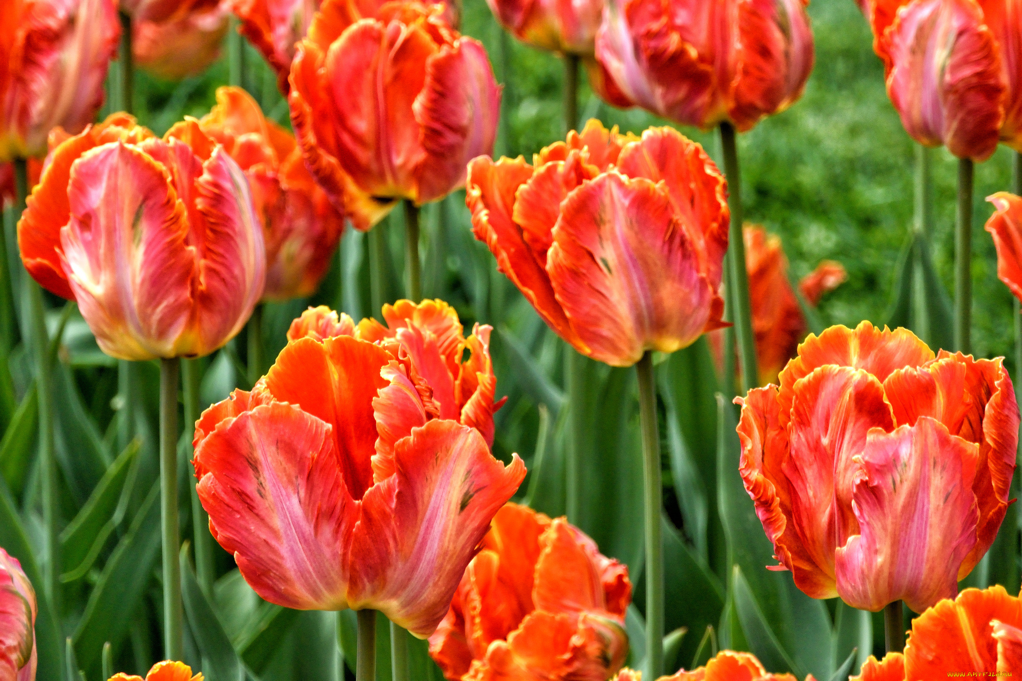 цветы, тюльпаны, поле, луг, лепестки