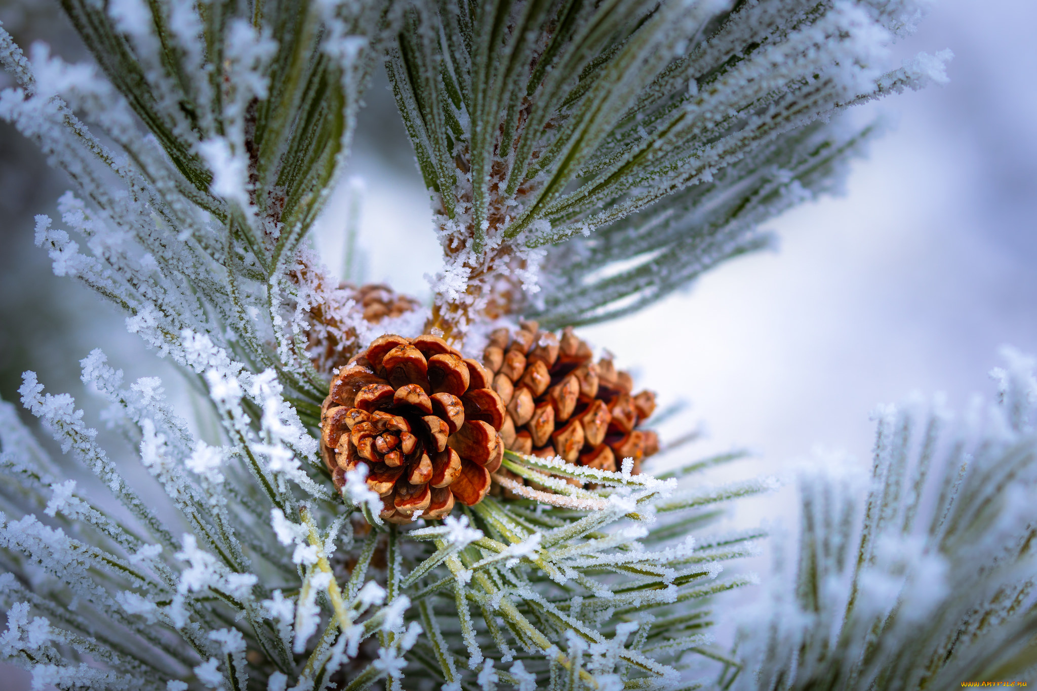 природа, шишки, , жёлуди, , каштаны, простор