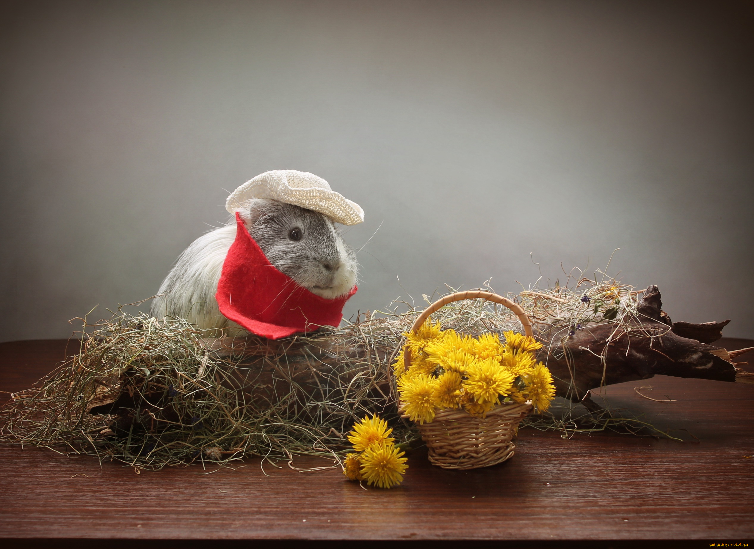 животные, морские, свинки, , хомяки, морская, свинка