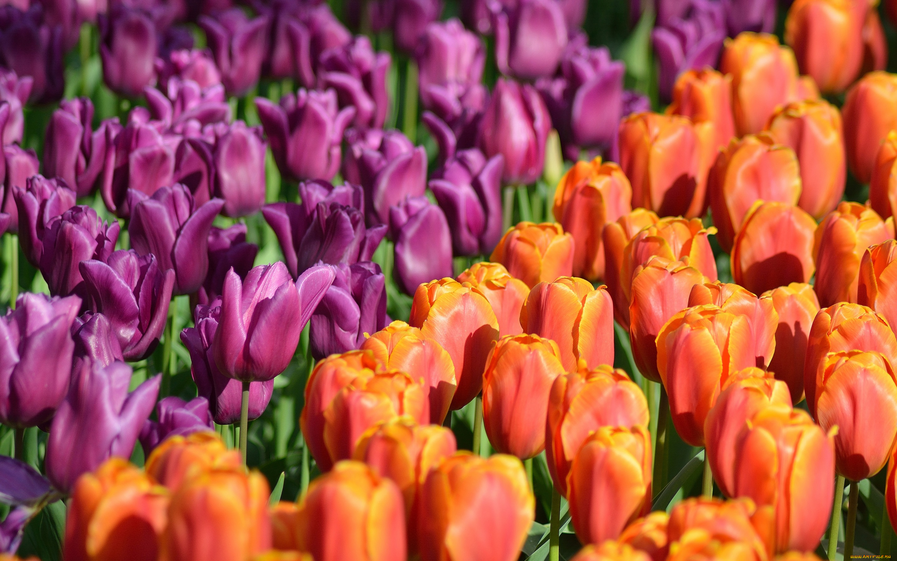 цветы, тюльпаны, синица, ветки, птица