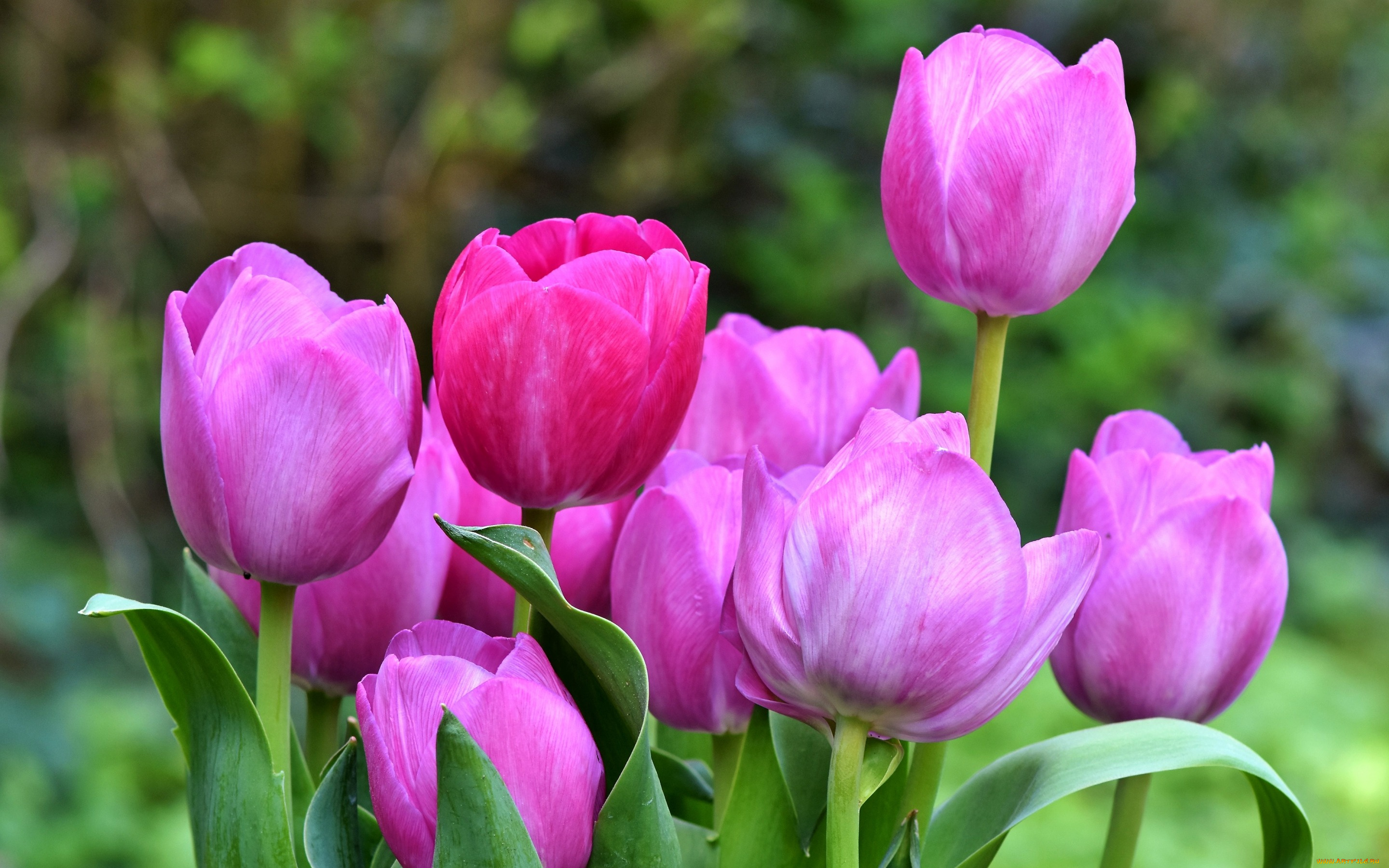 цветы, тюльпаны, зеленый, фон, листья, компания, розовые, бутоны, сад, весна