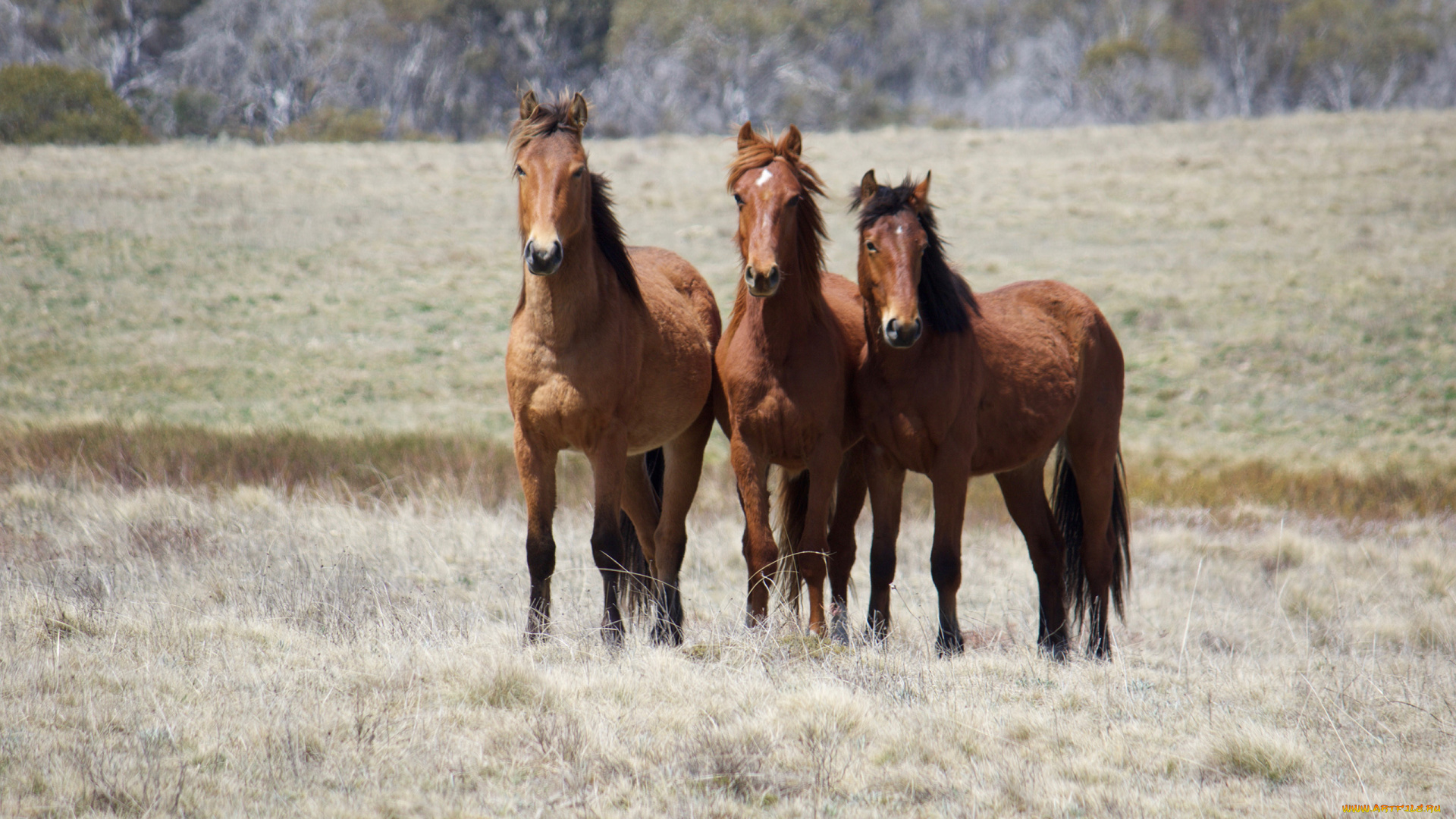 животные, лошади, гнедые, луг