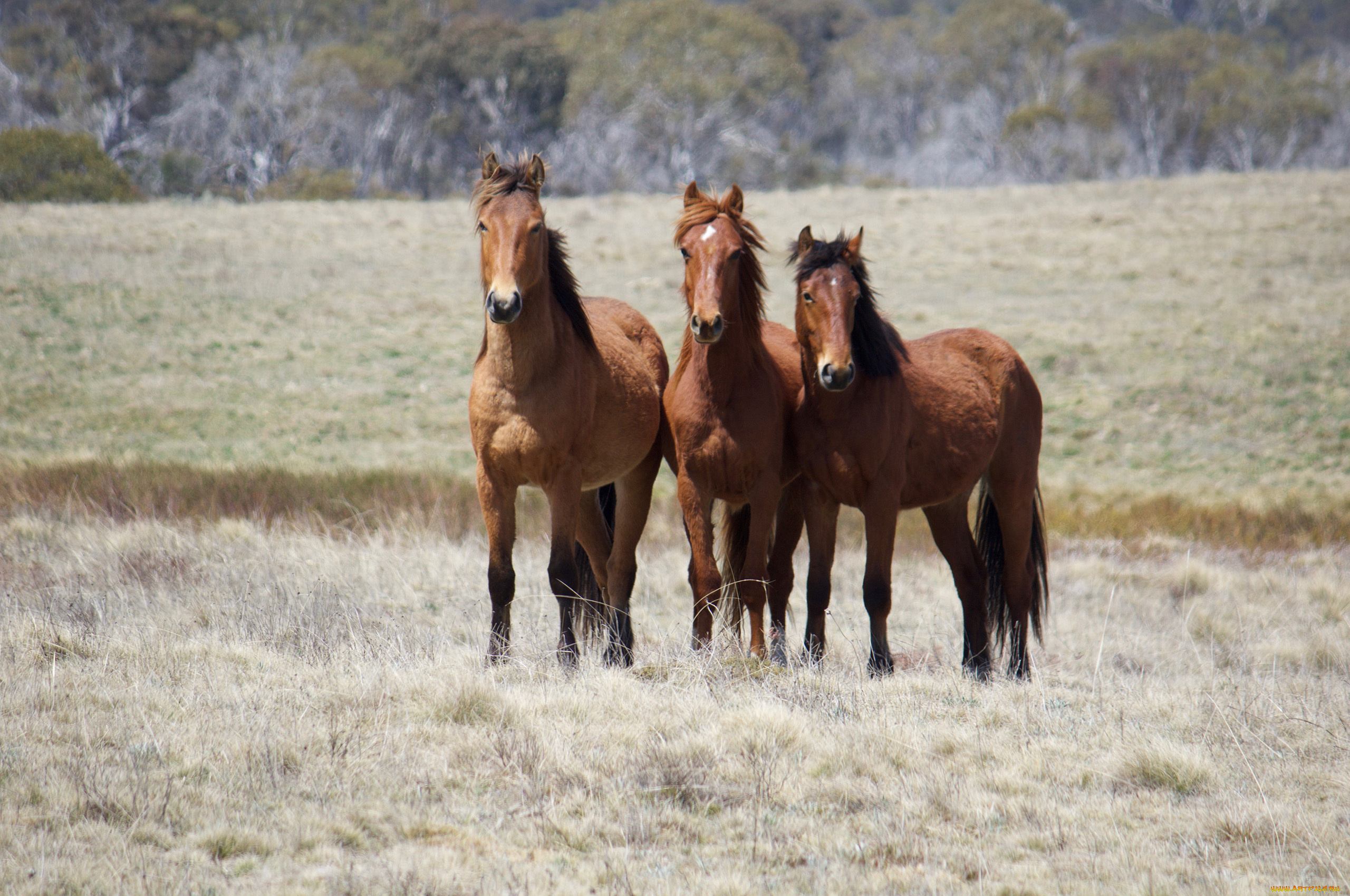 животные, лошади, гнедые, луг