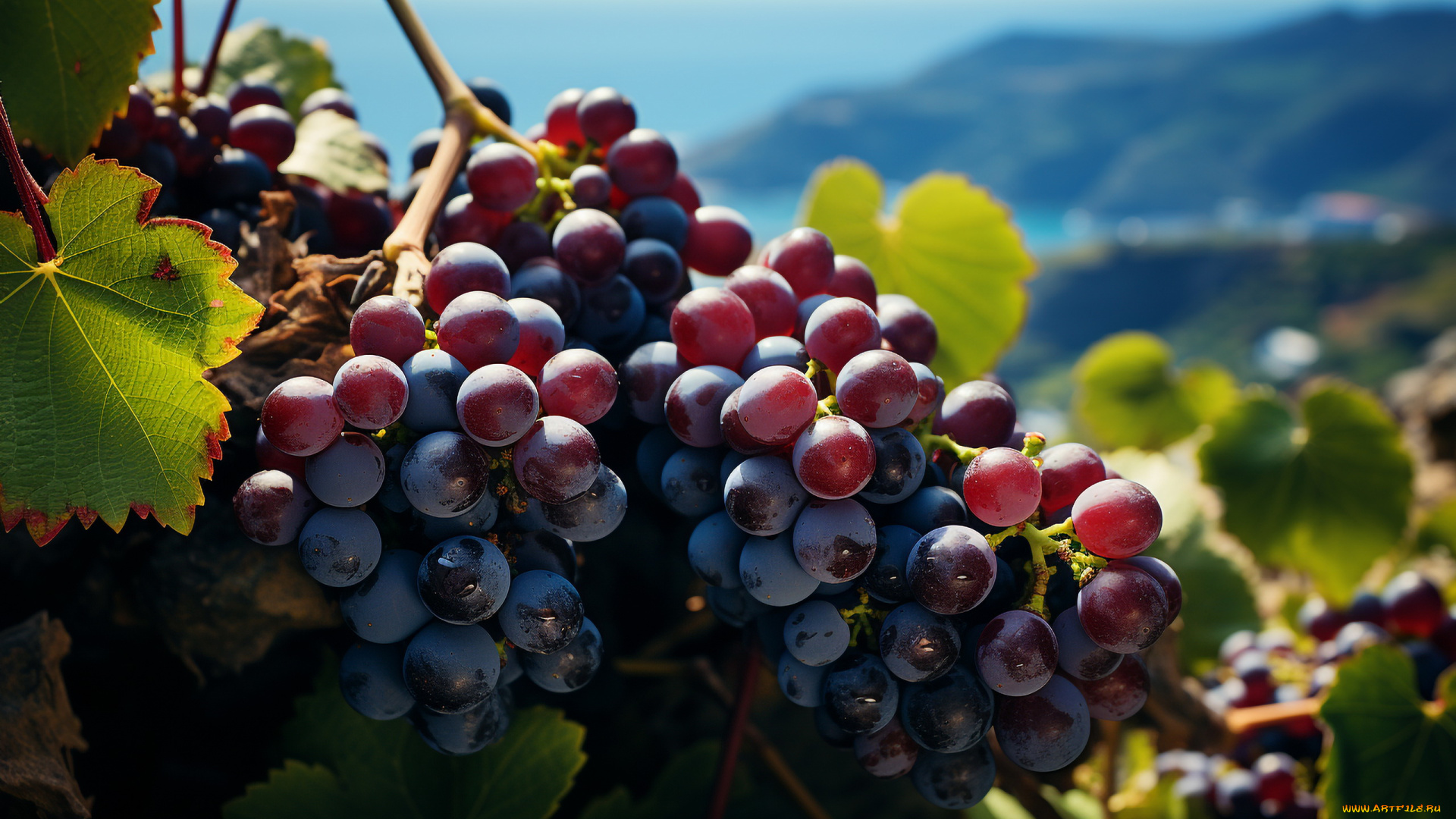 3д, графика, природа, , nature, ягоды, виноград, грозди