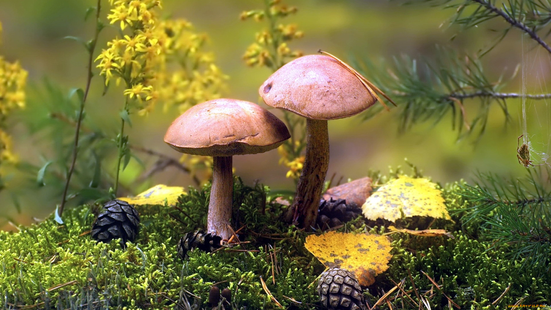 природа, грибы, грибной, дуэт