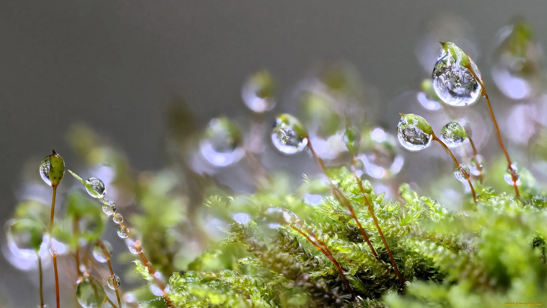 природа, макро, листья, стебли, капли