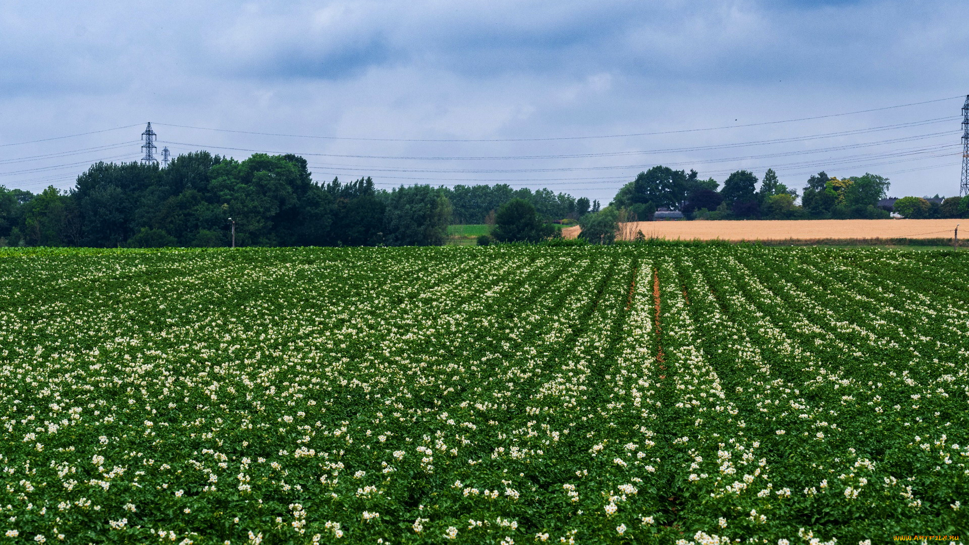 природа, поля, цветущее, поле, картофельное
