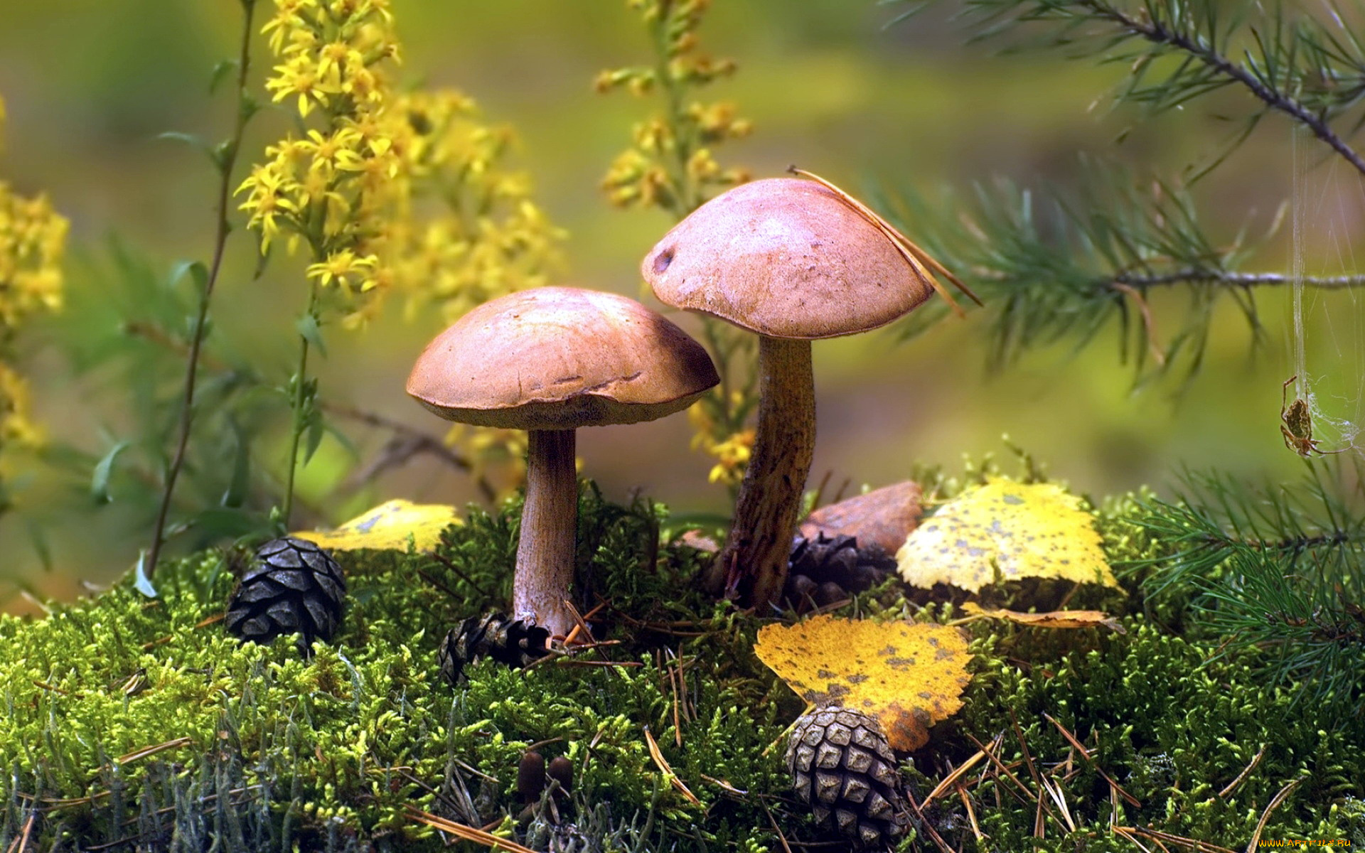 природа, грибы, грибной, дуэт