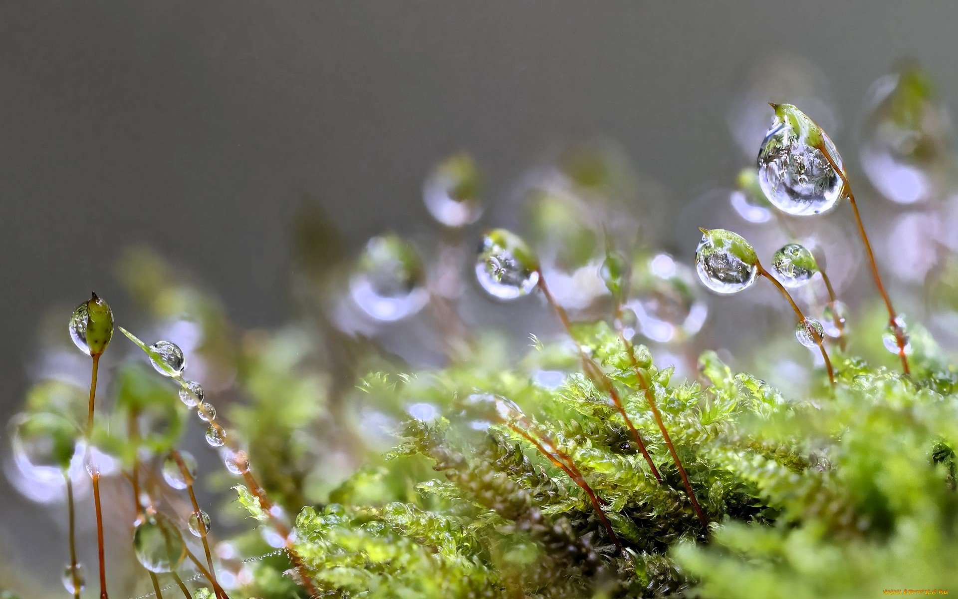 природа, макро, листья, стебли, капли