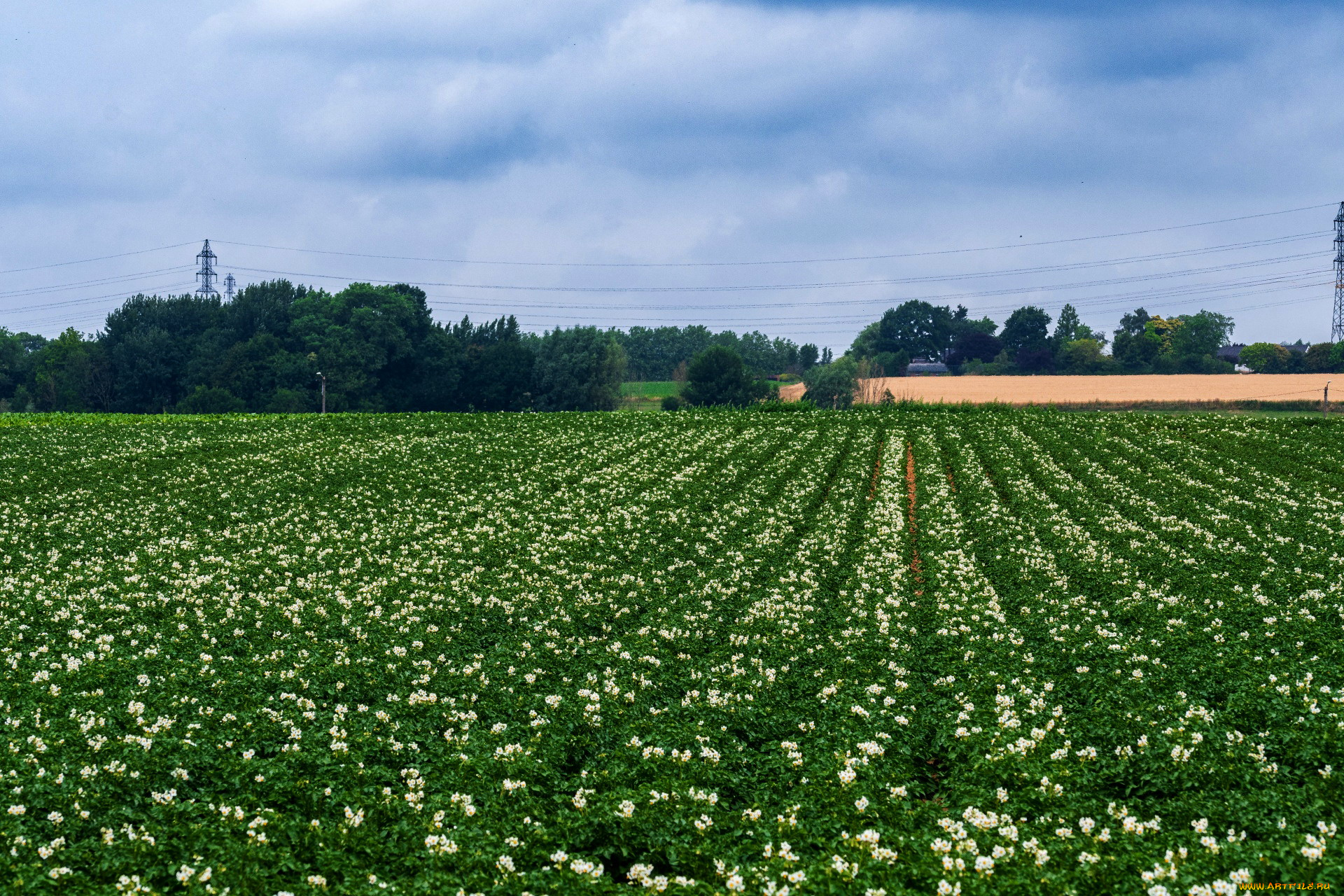 природа, поля, цветущее, поле, картофельное