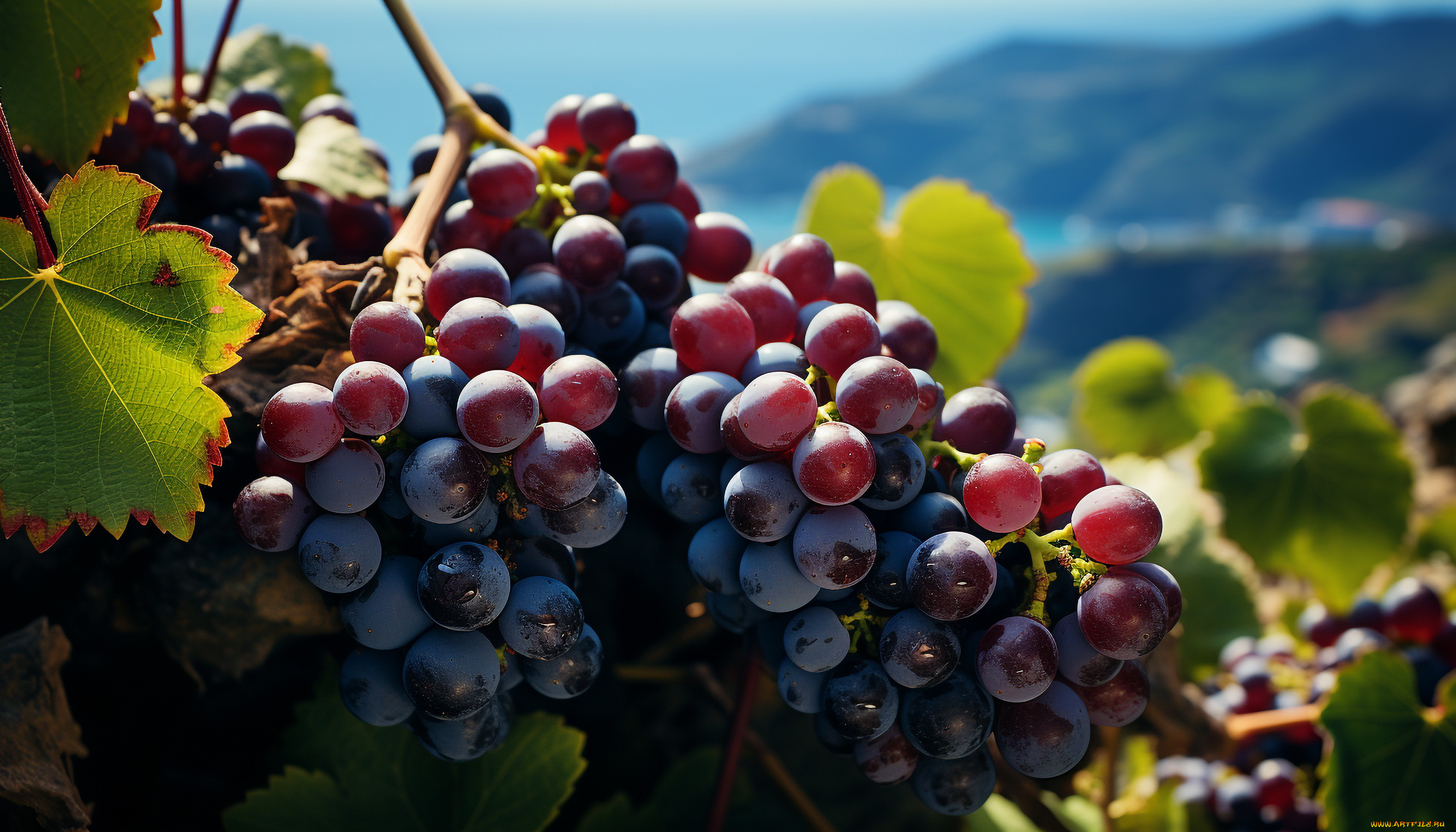 3д, графика, природа, , nature, ягоды, виноград, грозди