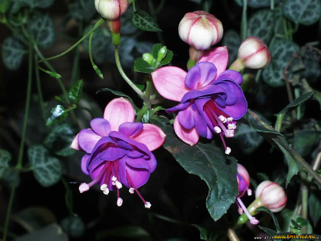 цветы, фуксия