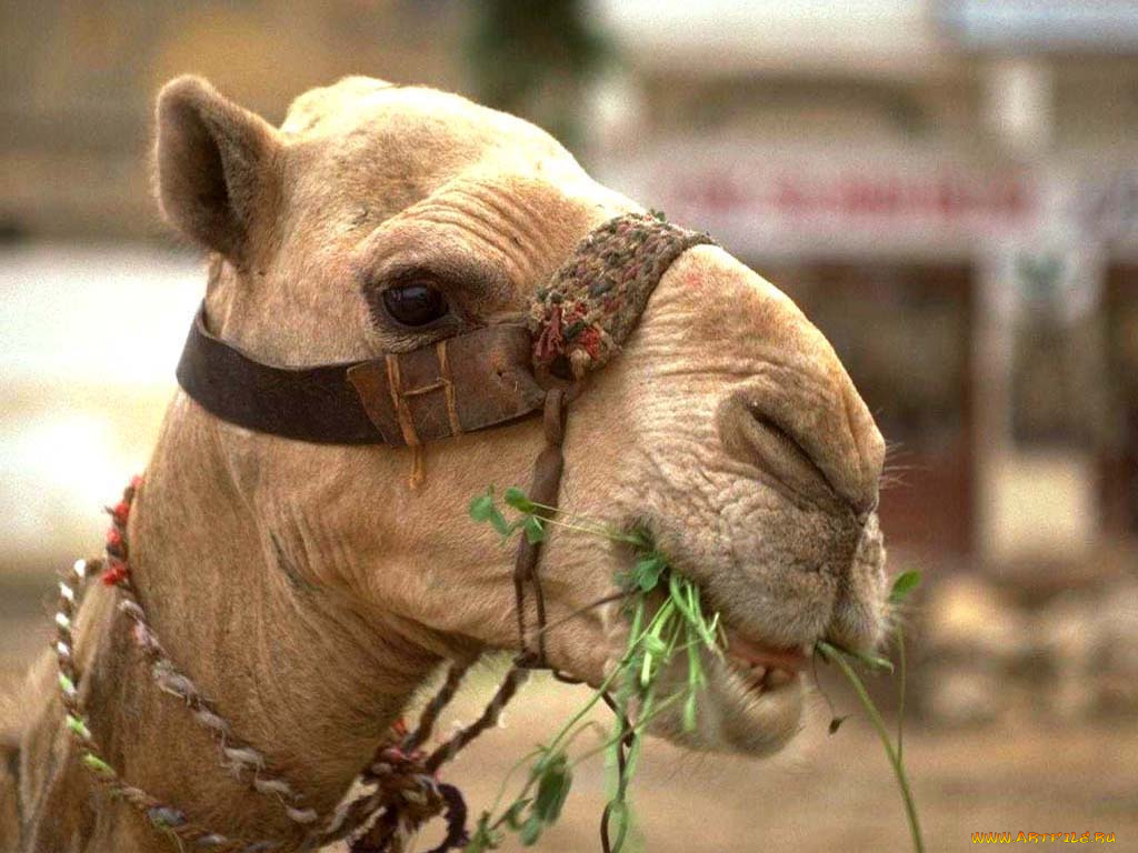 верблюд, животные, верблюды