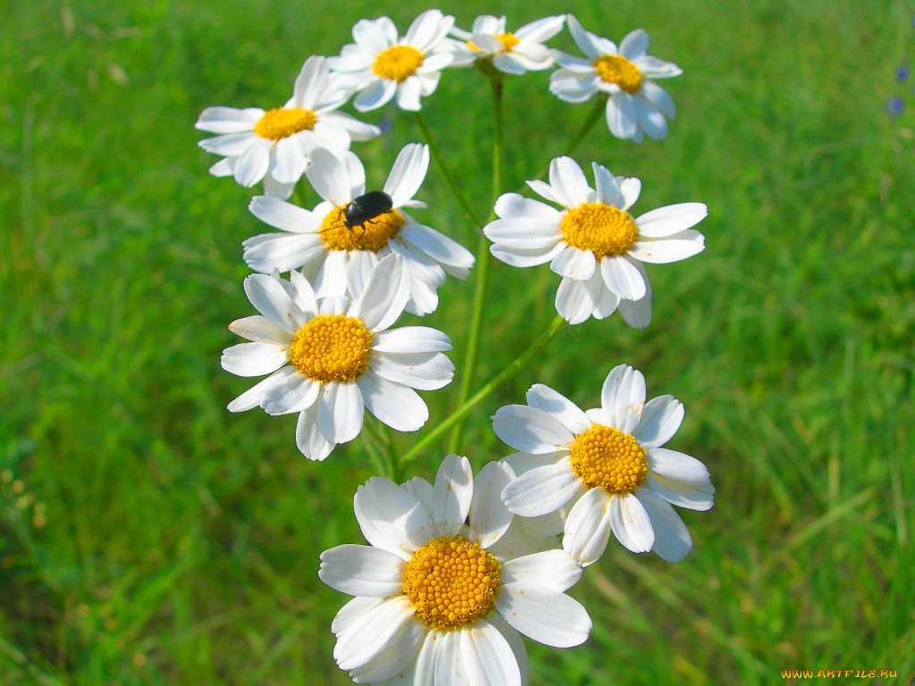 ромашки, цветы