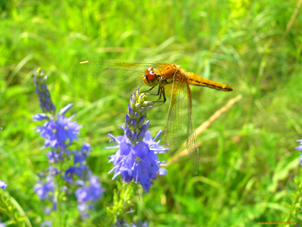 стрекоза, животные, стрекозы