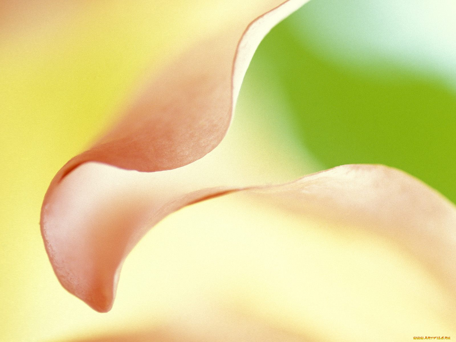 shades, of, nature, цветы, каллы