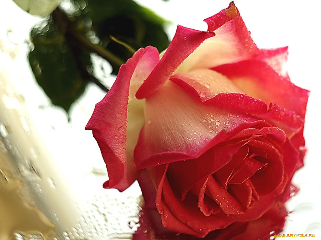 цветы, розы