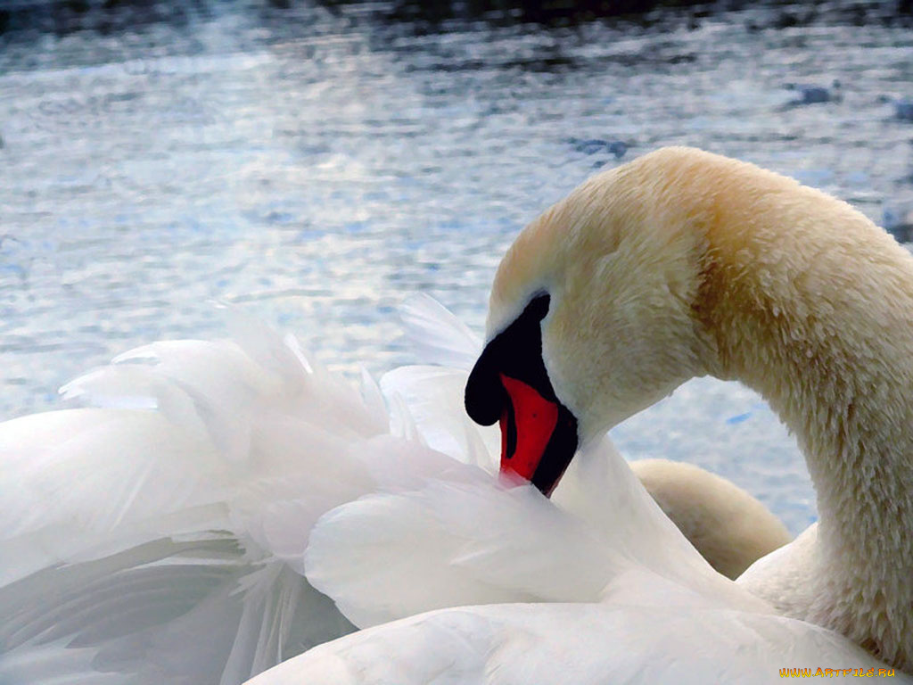животные, лебеди