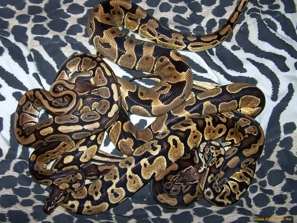 животные, змеи, питоны, кобры