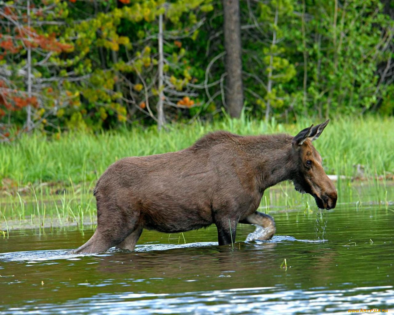животные, лоси