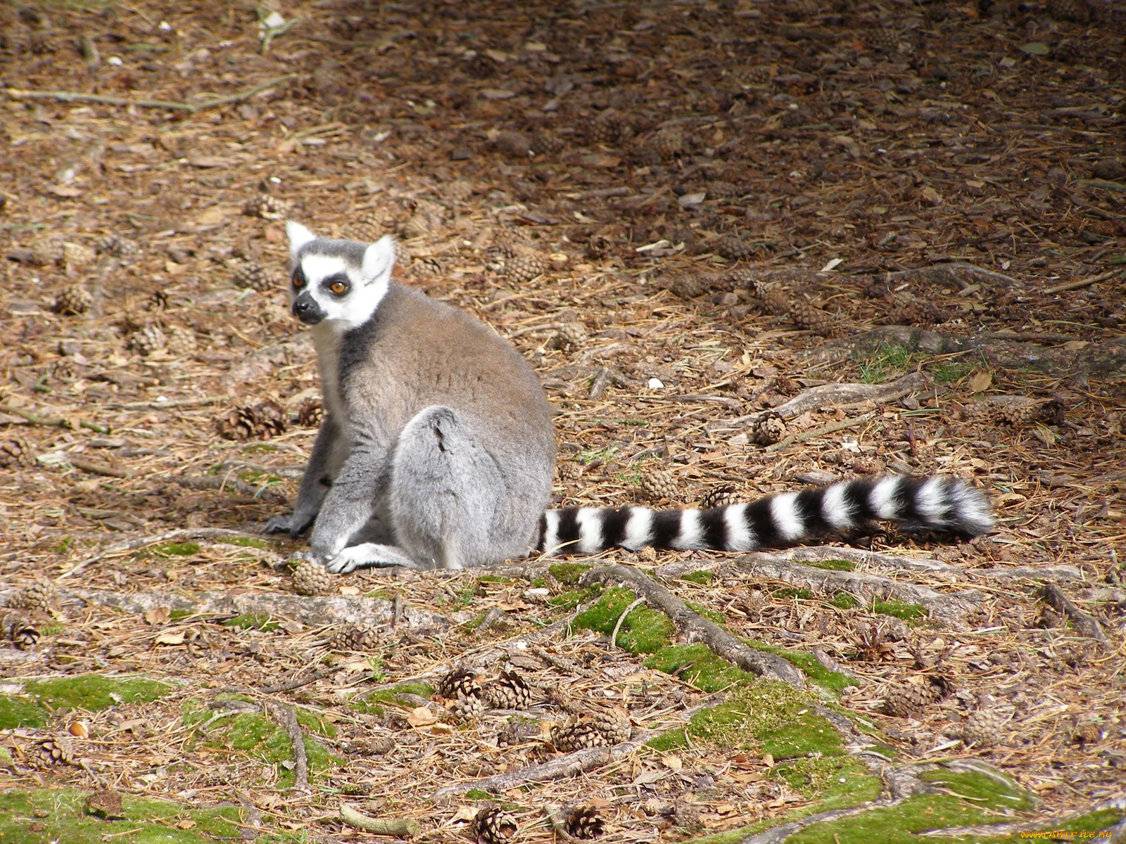 животные, лемуры