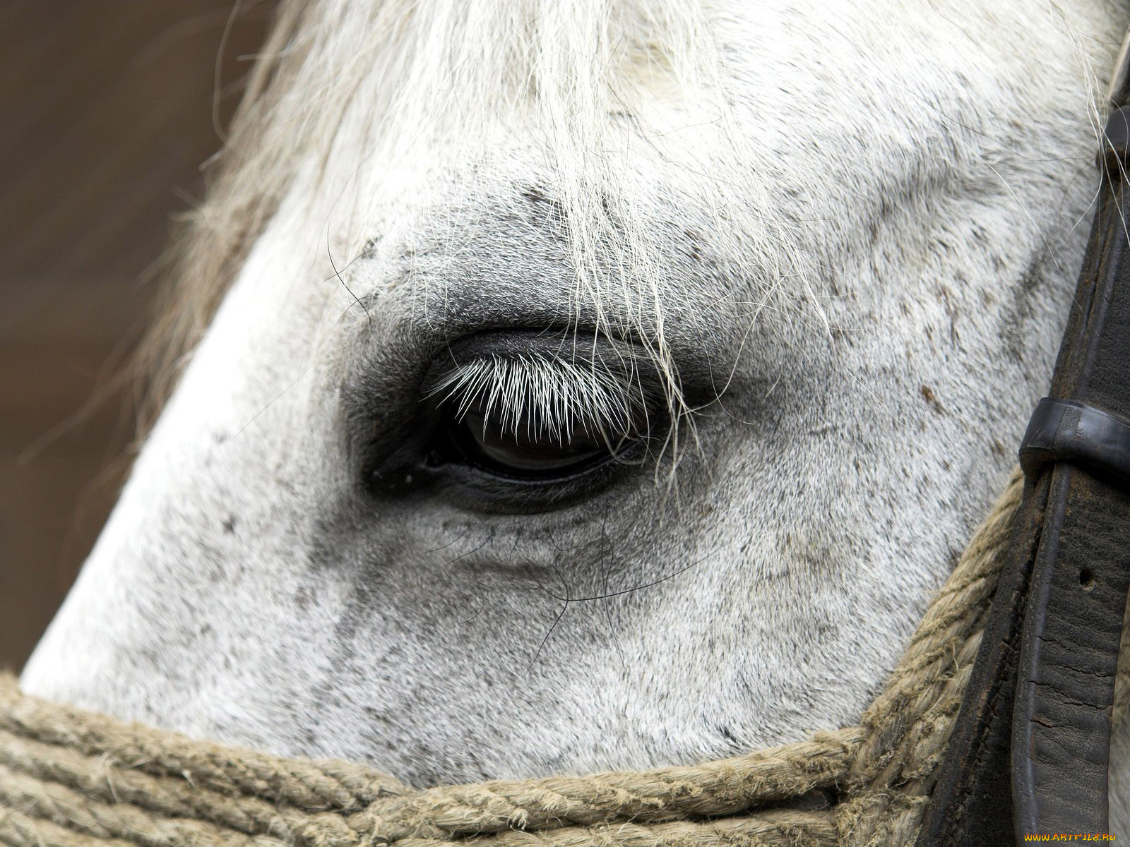 животные, лошади