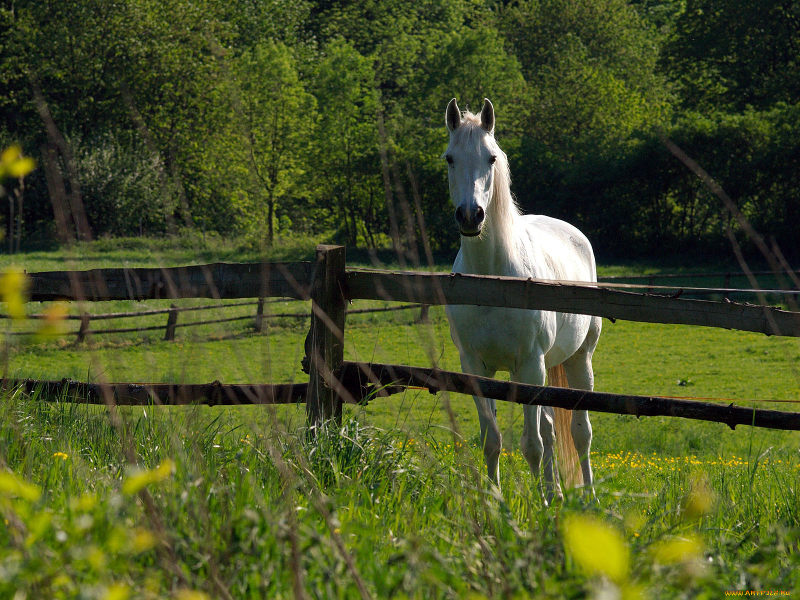 животные, лошади