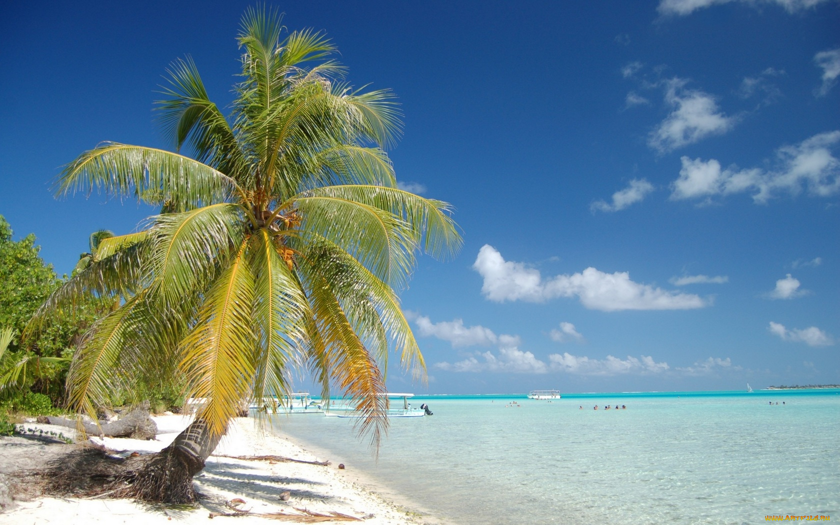 paradise, bora, природа, тропики