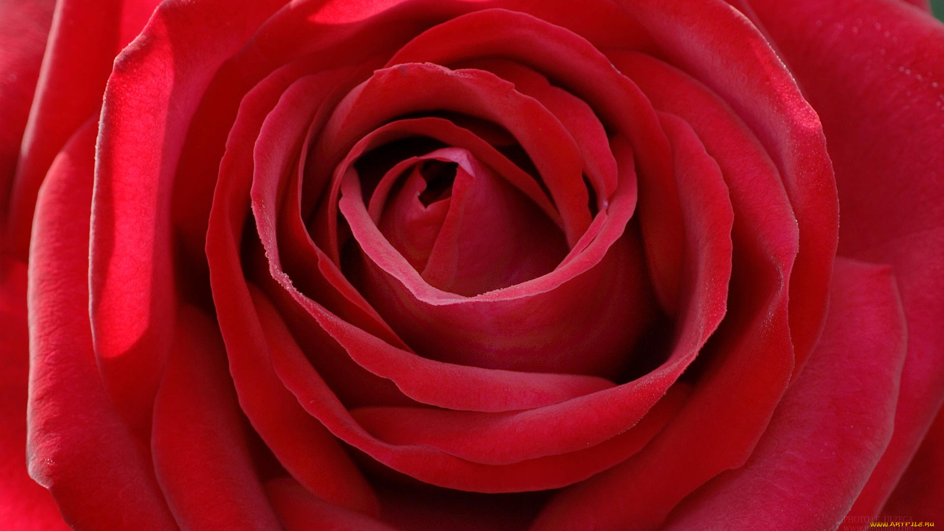 цветы, розы