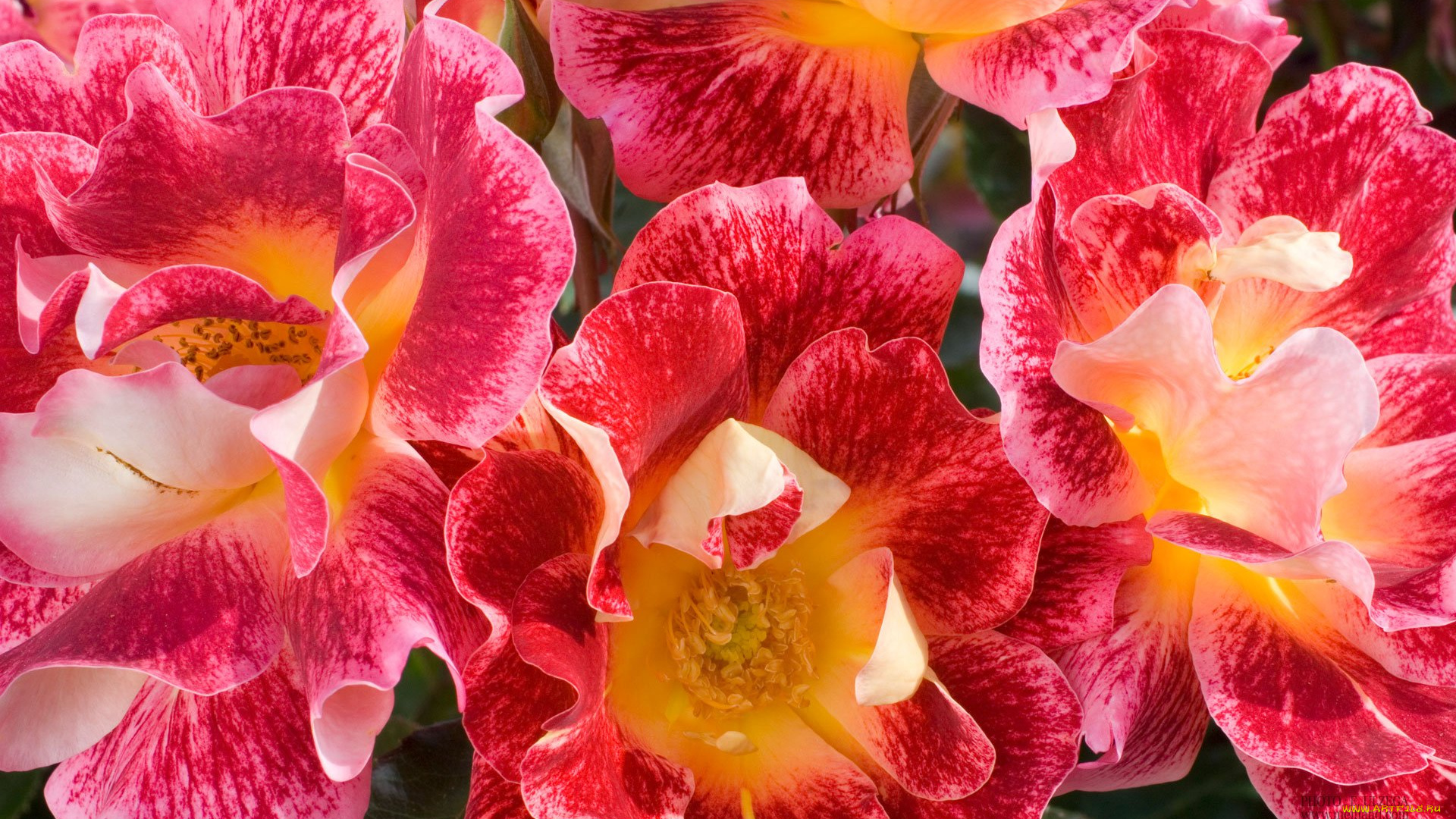 цветы, розы