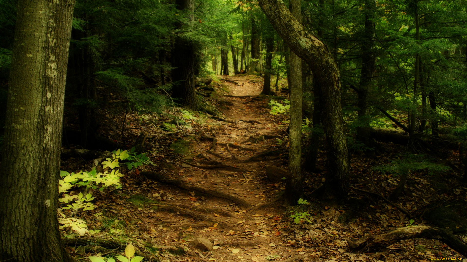 природа, лес