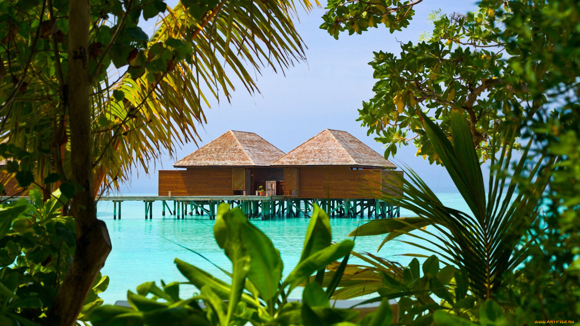 природа, тропики