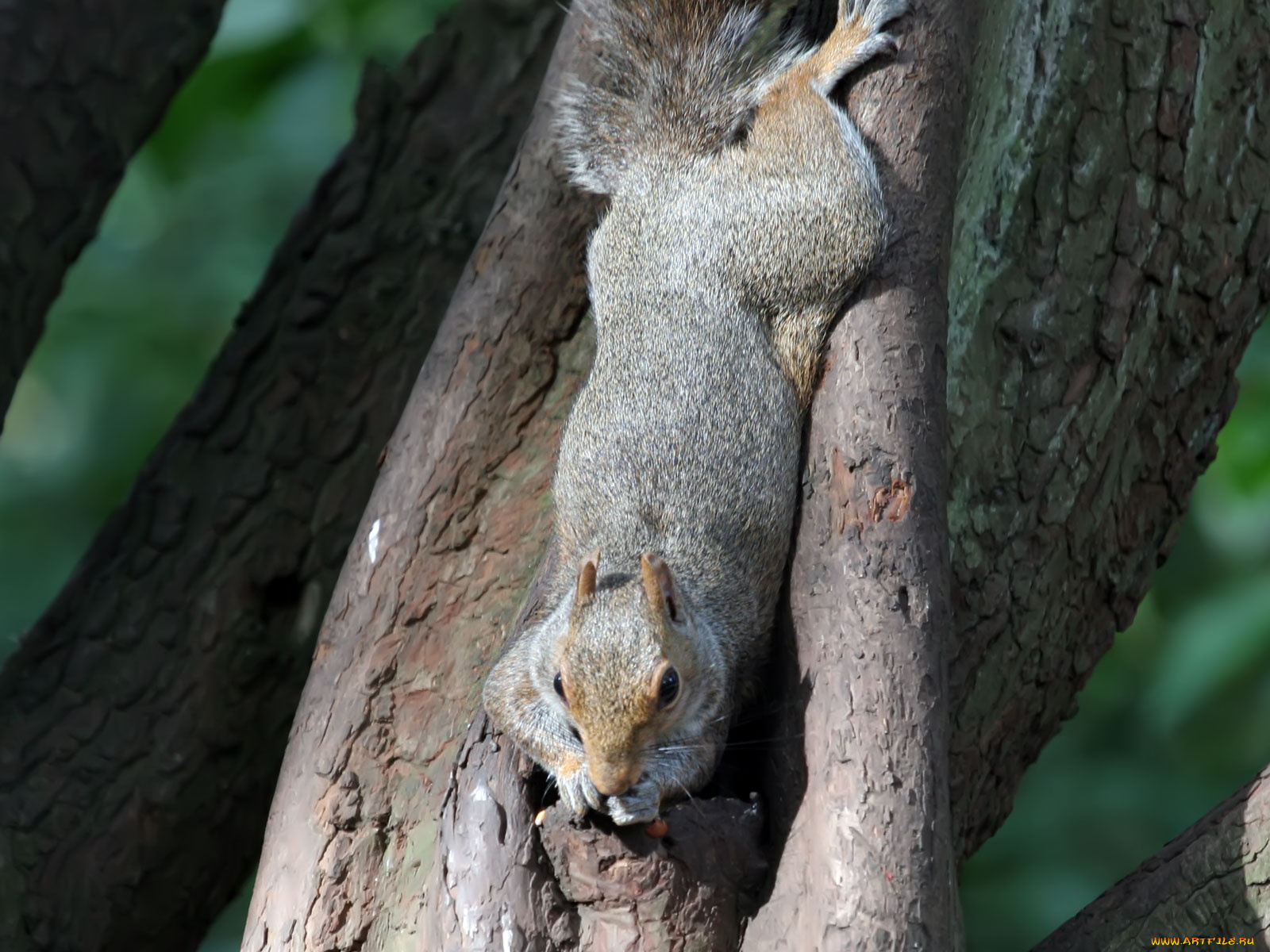 животные, белки