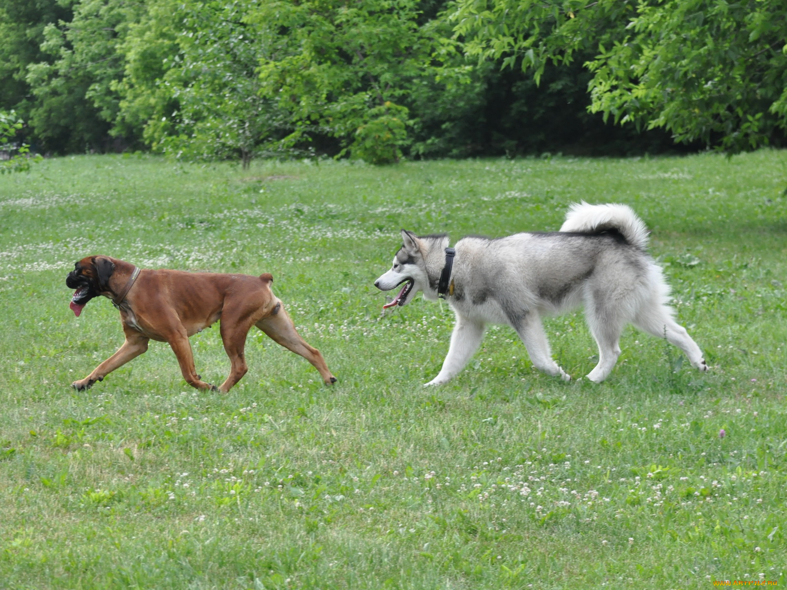 животные, собаки