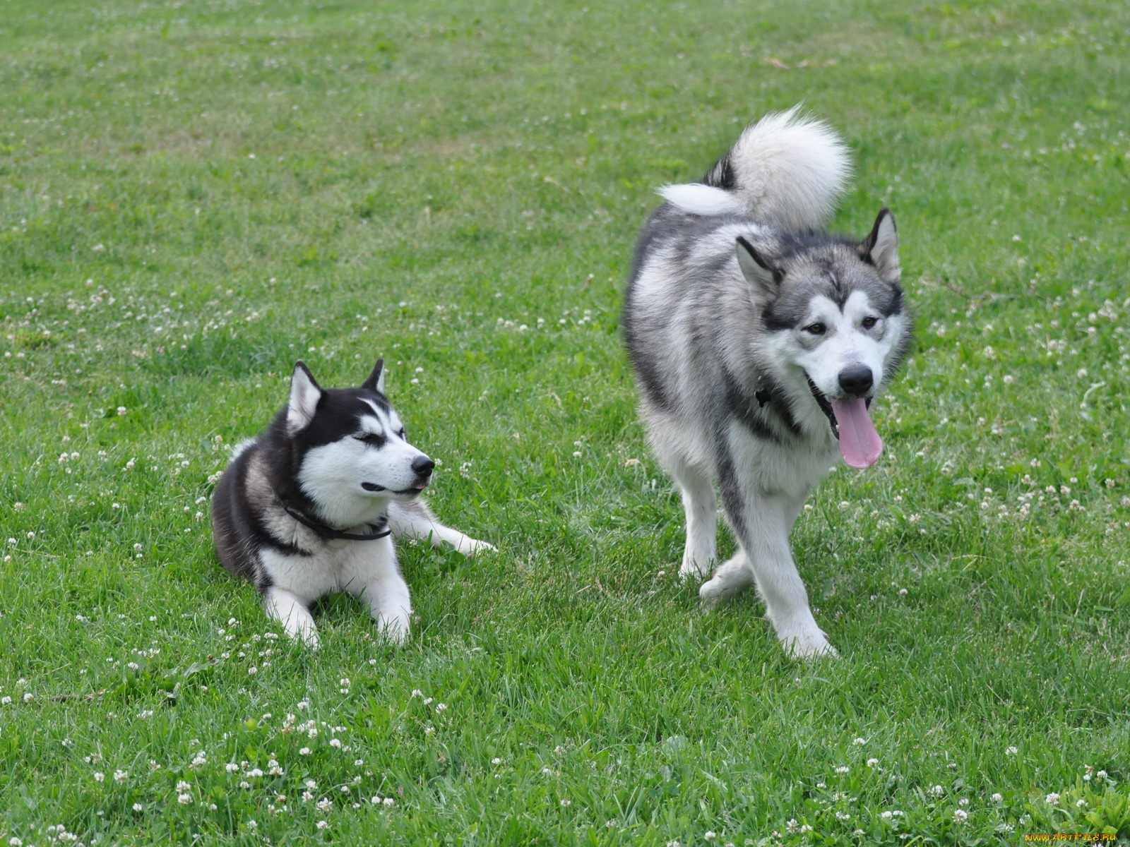 животные, собаки