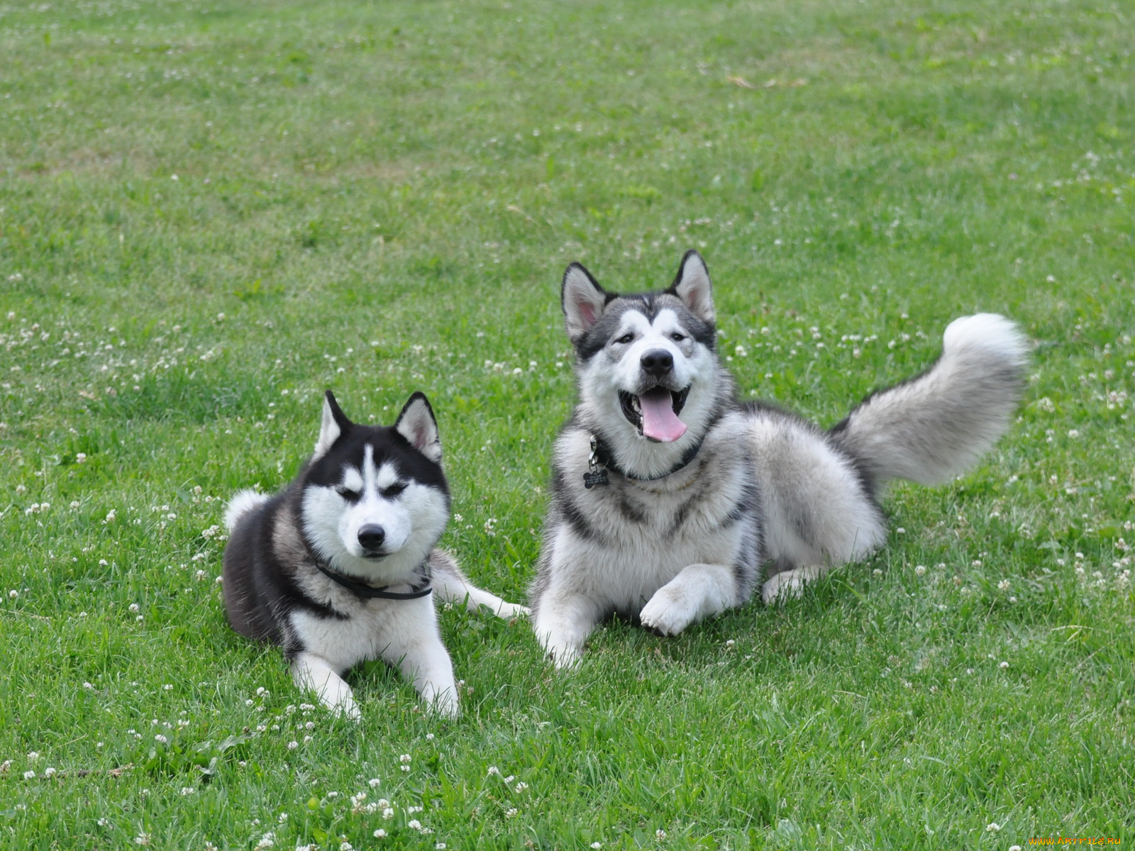 животные, собаки