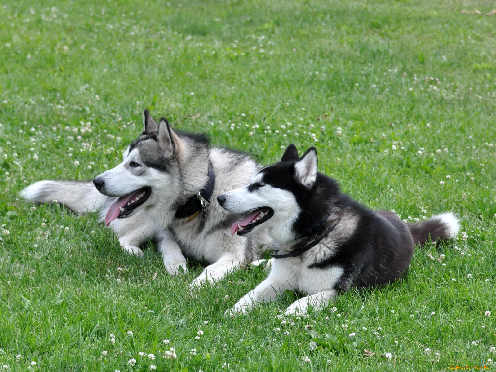 животные, собаки