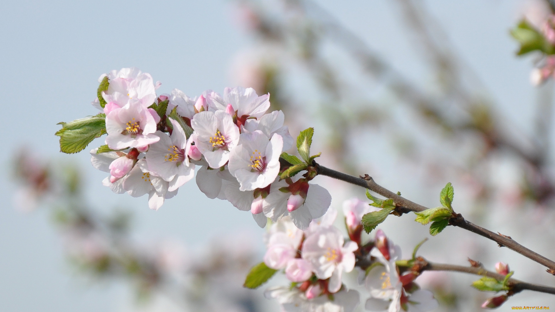цветы, цветущие, деревья, кустарники
