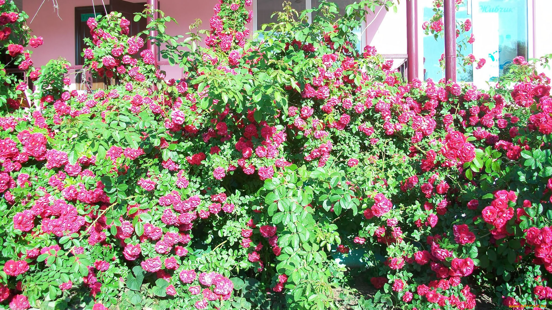 цветы, розы