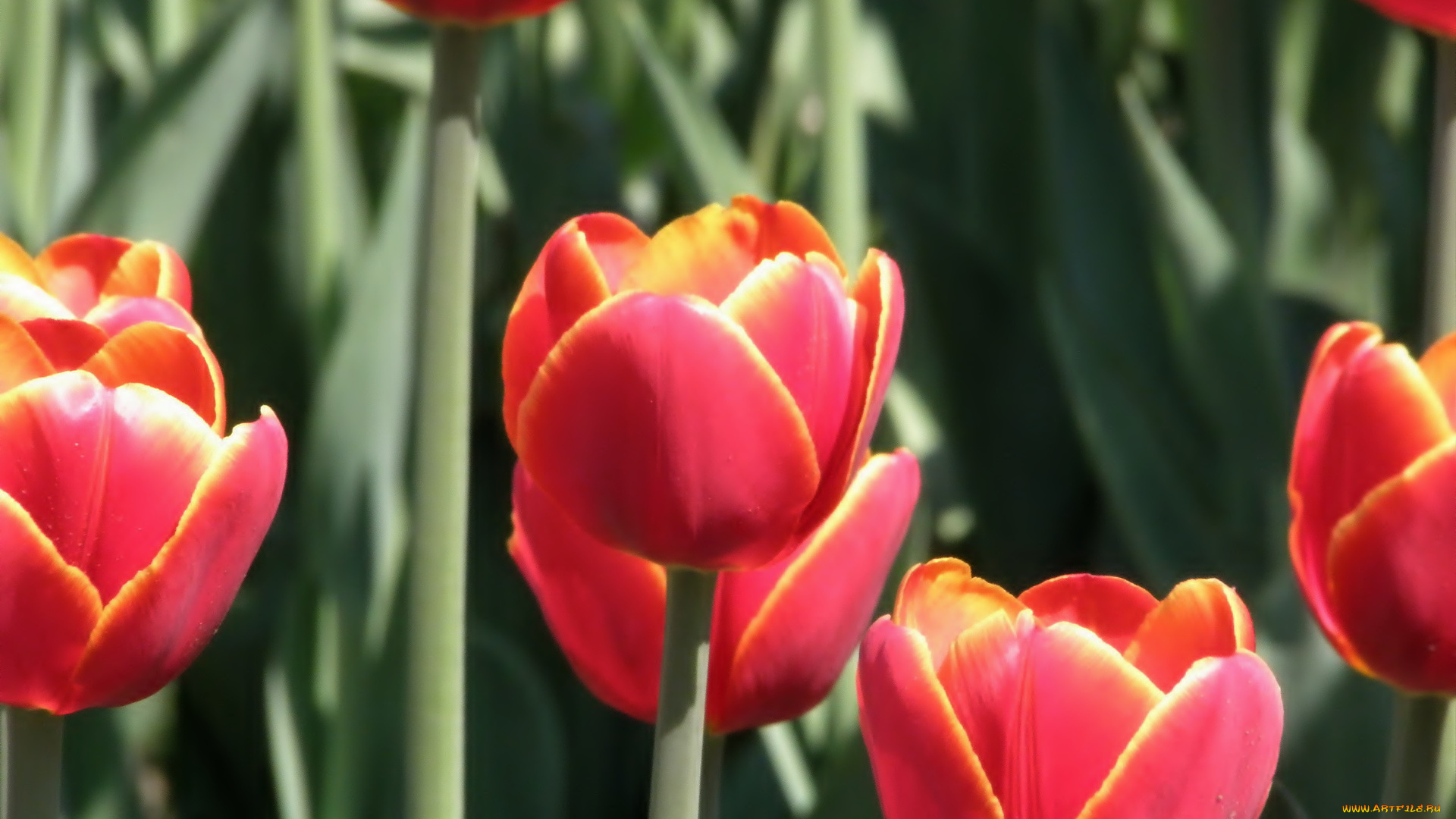 цветы, тюльпаны