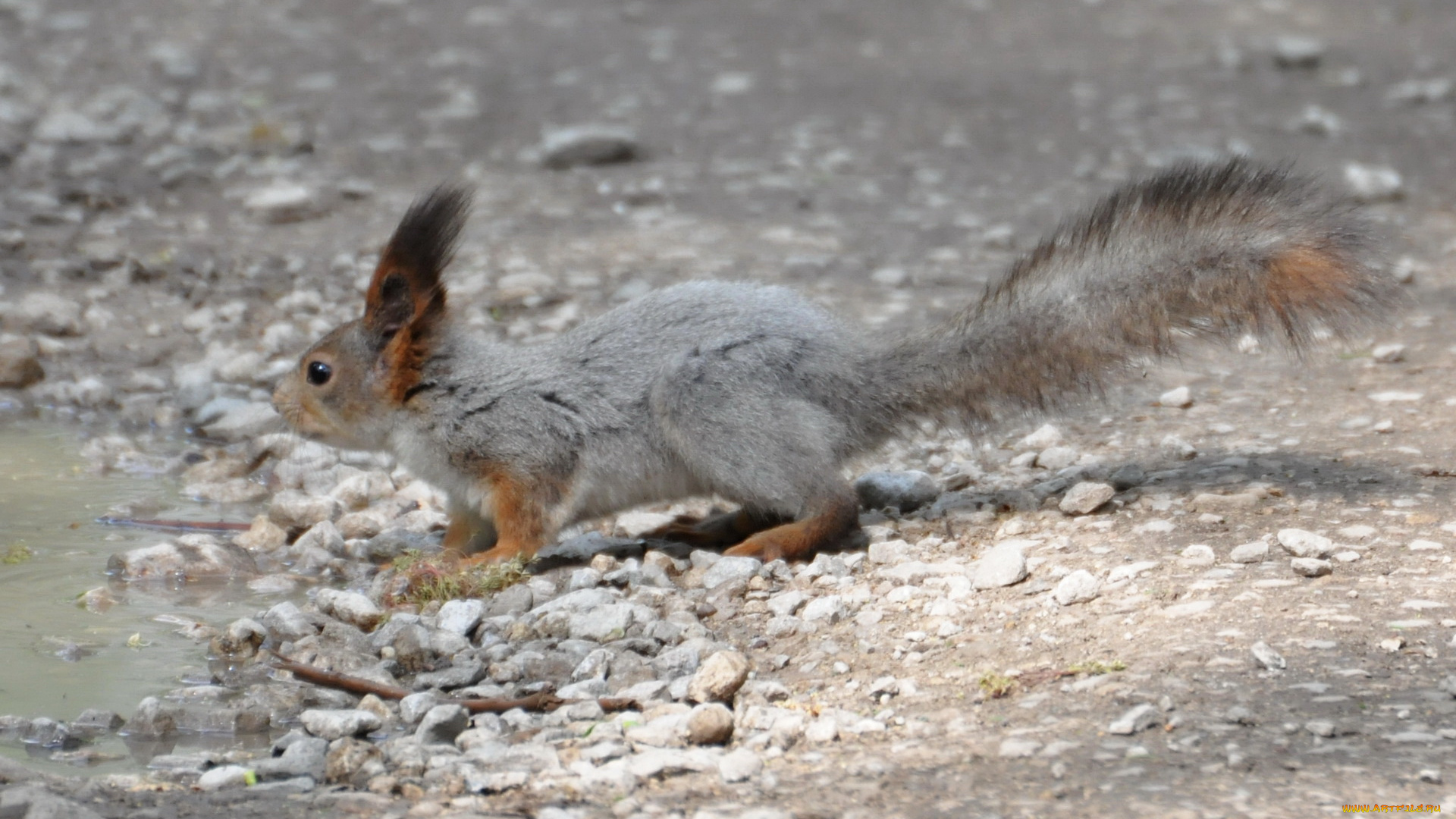 животные, белки