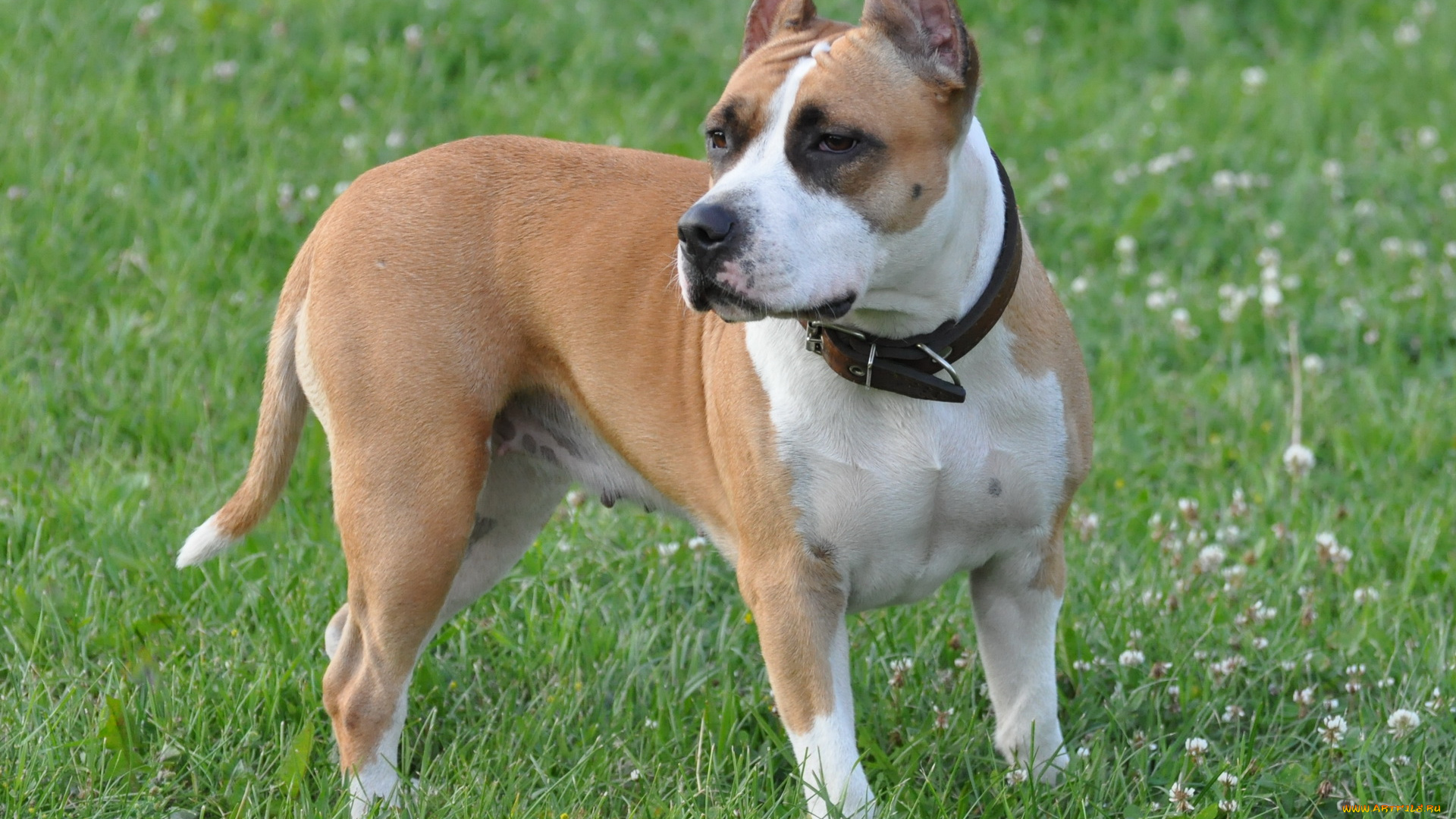 животные, собаки