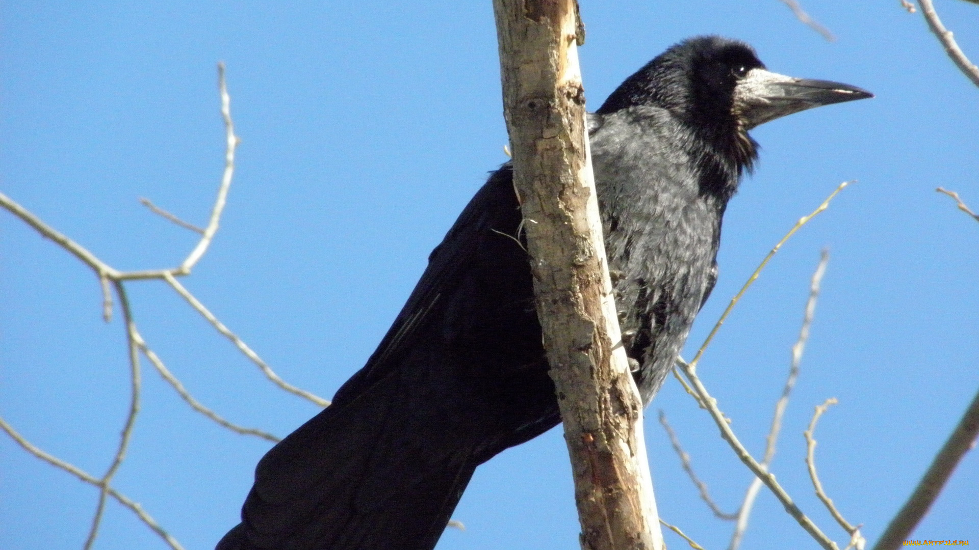 животные, вороны, грачи, галки