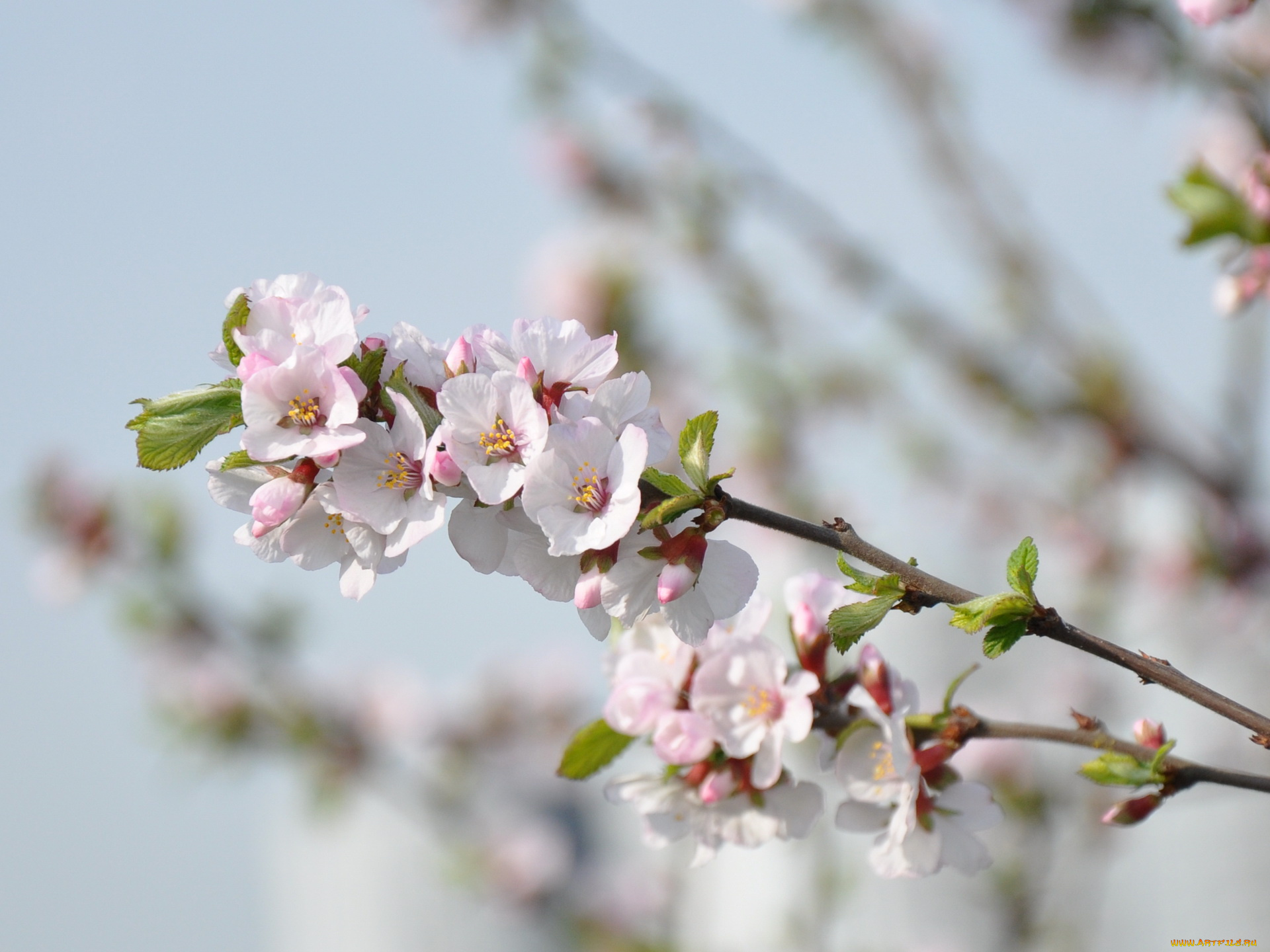 цветы, цветущие, деревья, кустарники