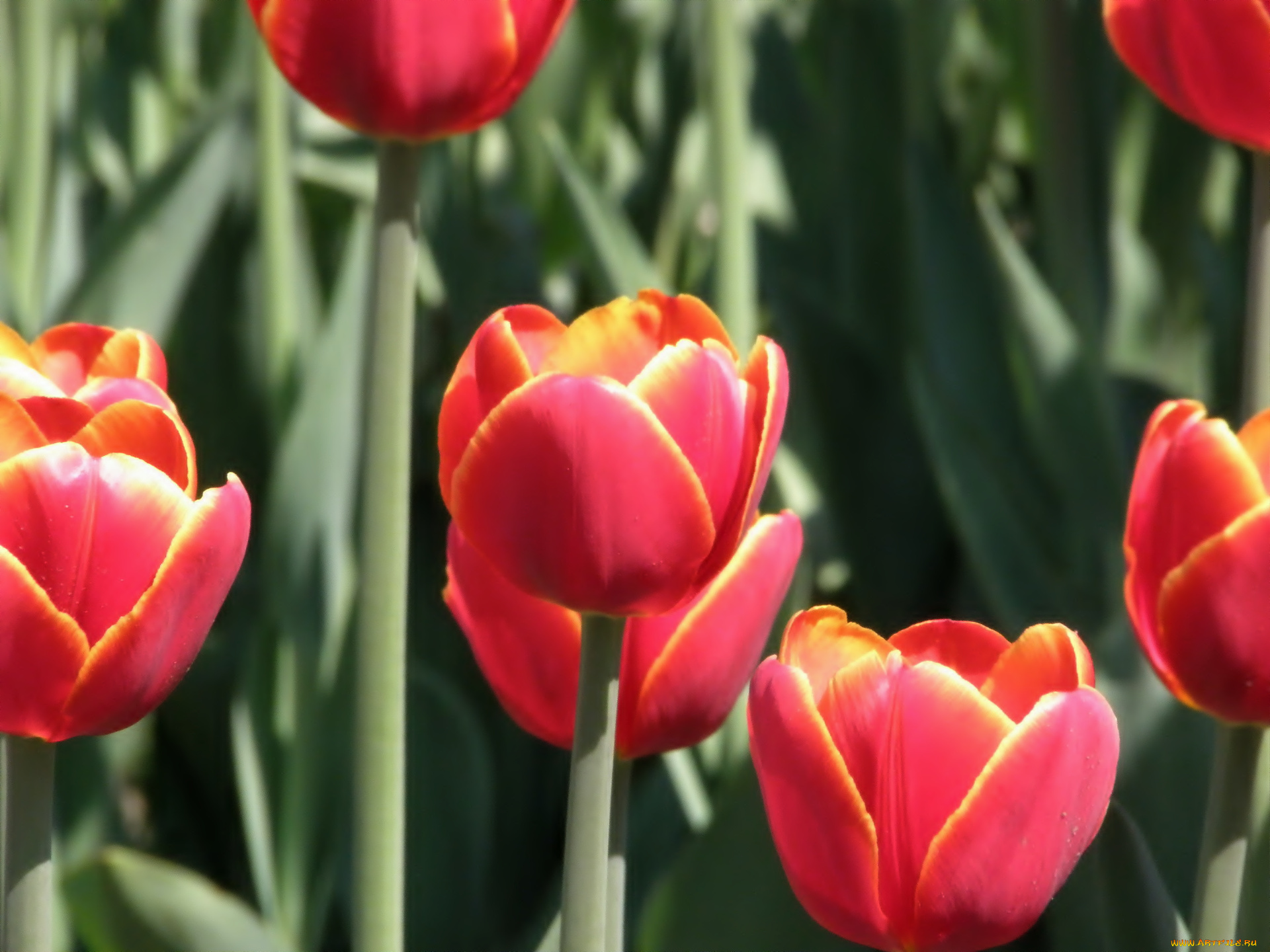 цветы, тюльпаны