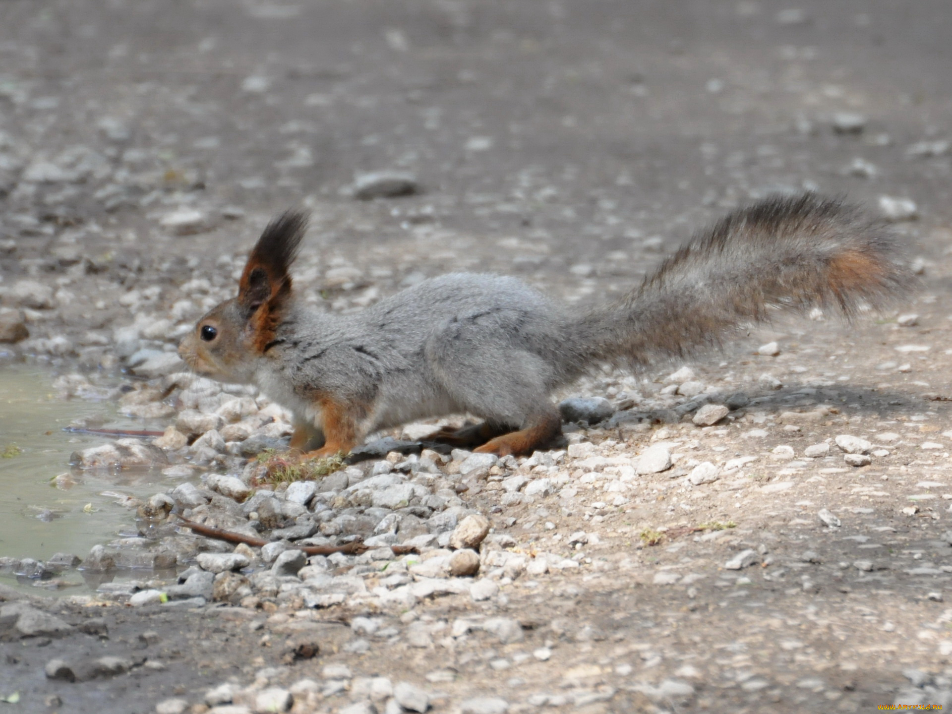 животные, белки