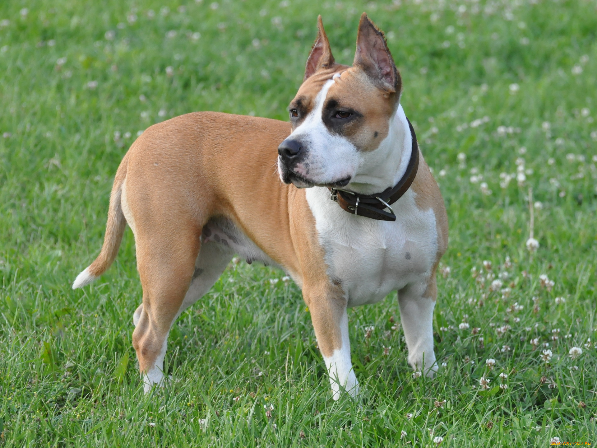 животные, собаки