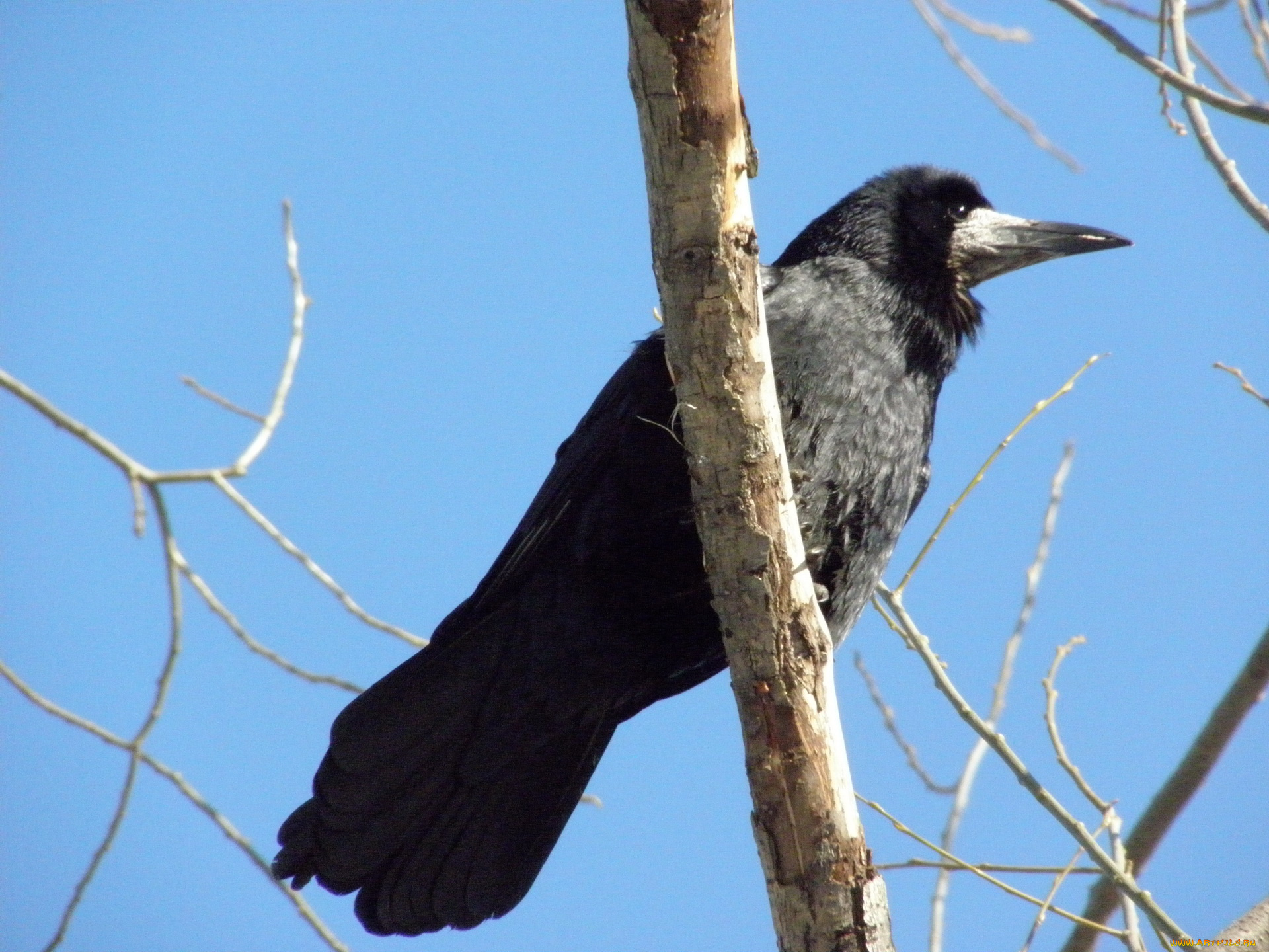 животные, вороны, грачи, галки